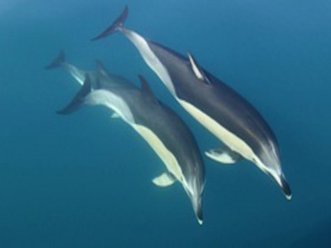 Visita a los Delfines en Tarifa