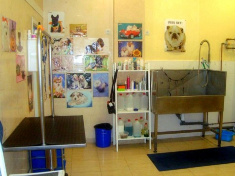 Spa para perros pequeños en Madrid| El mejor cuidado para tu mascota