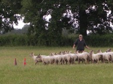 Stage Chien de Troupeau 1/2 journée - Eure (27)