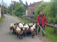 Stage Chien de Troupeau 1/2 journée - Eure (27)