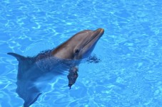 Visita a los Delfines en Tarifa